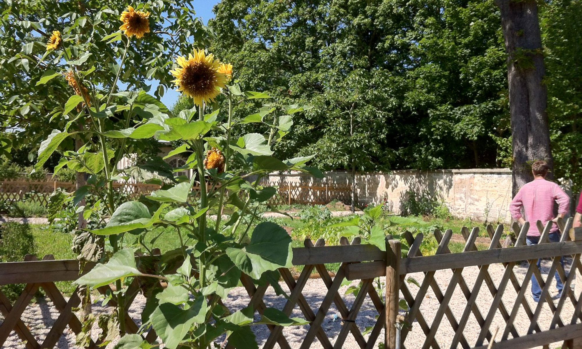 Parc Chanorier, le potager, Croissy-sur-Seine