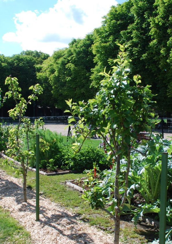 Potager dans le parc du château Chanorier, Croissy-sur-Seine