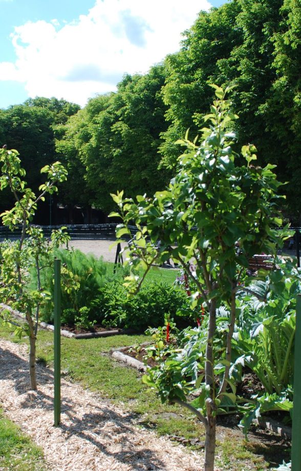 Potager dans le parc du château Chanorier, Croissy-sur-Seine