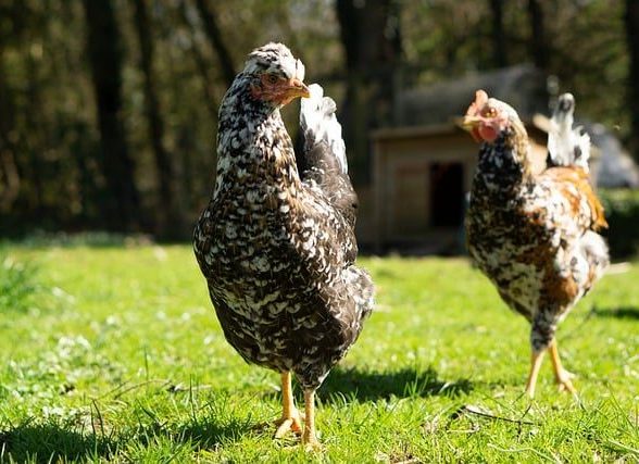 Poules Pixabay