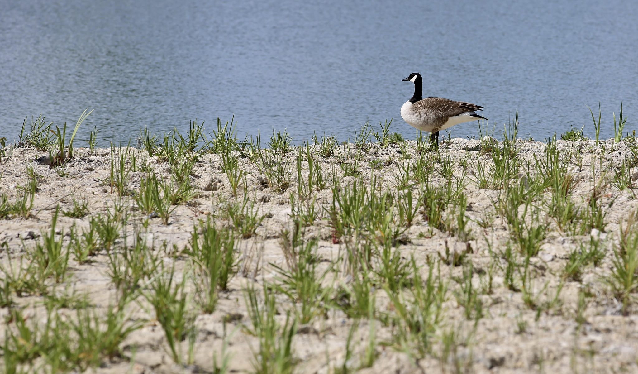 Parc du Peuple de l'Herbe - Oiseau