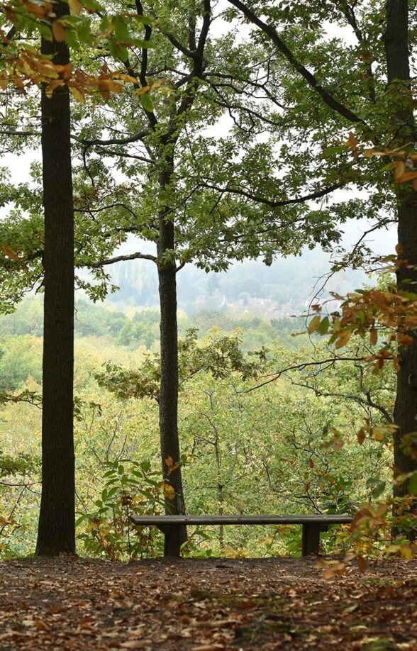 Forêt départementale de Ronqueux_Bullion