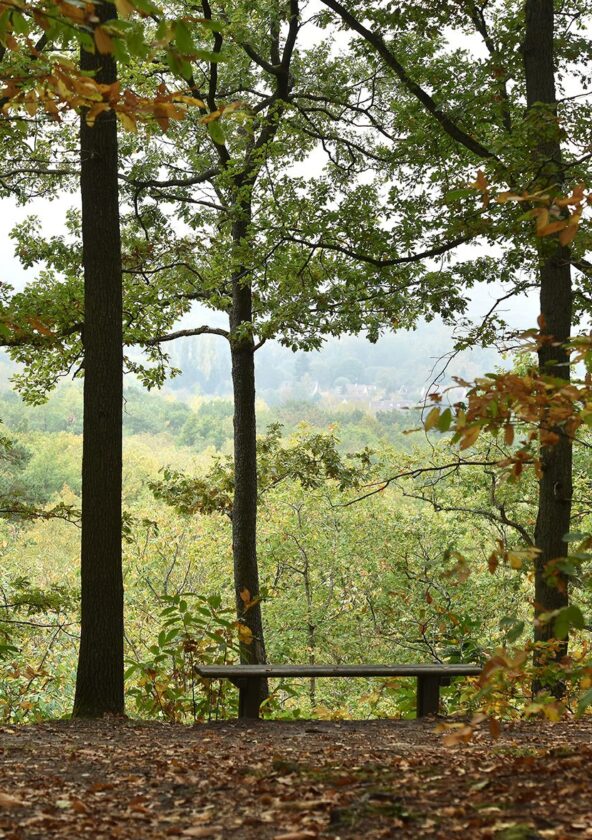Forêt départementale de Ronqueux_Bullion