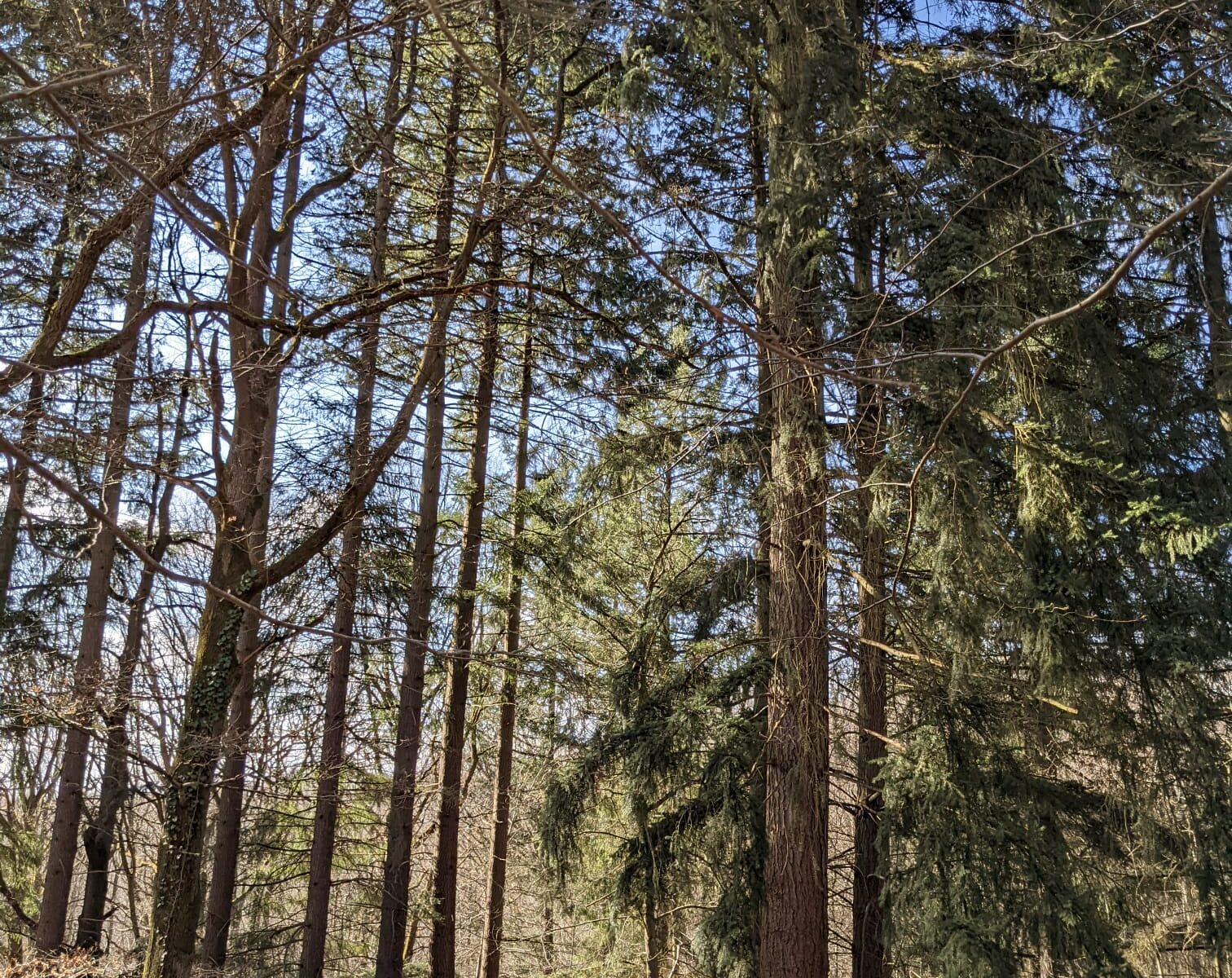 Forêt départementale de Ronqueux_Bullion
