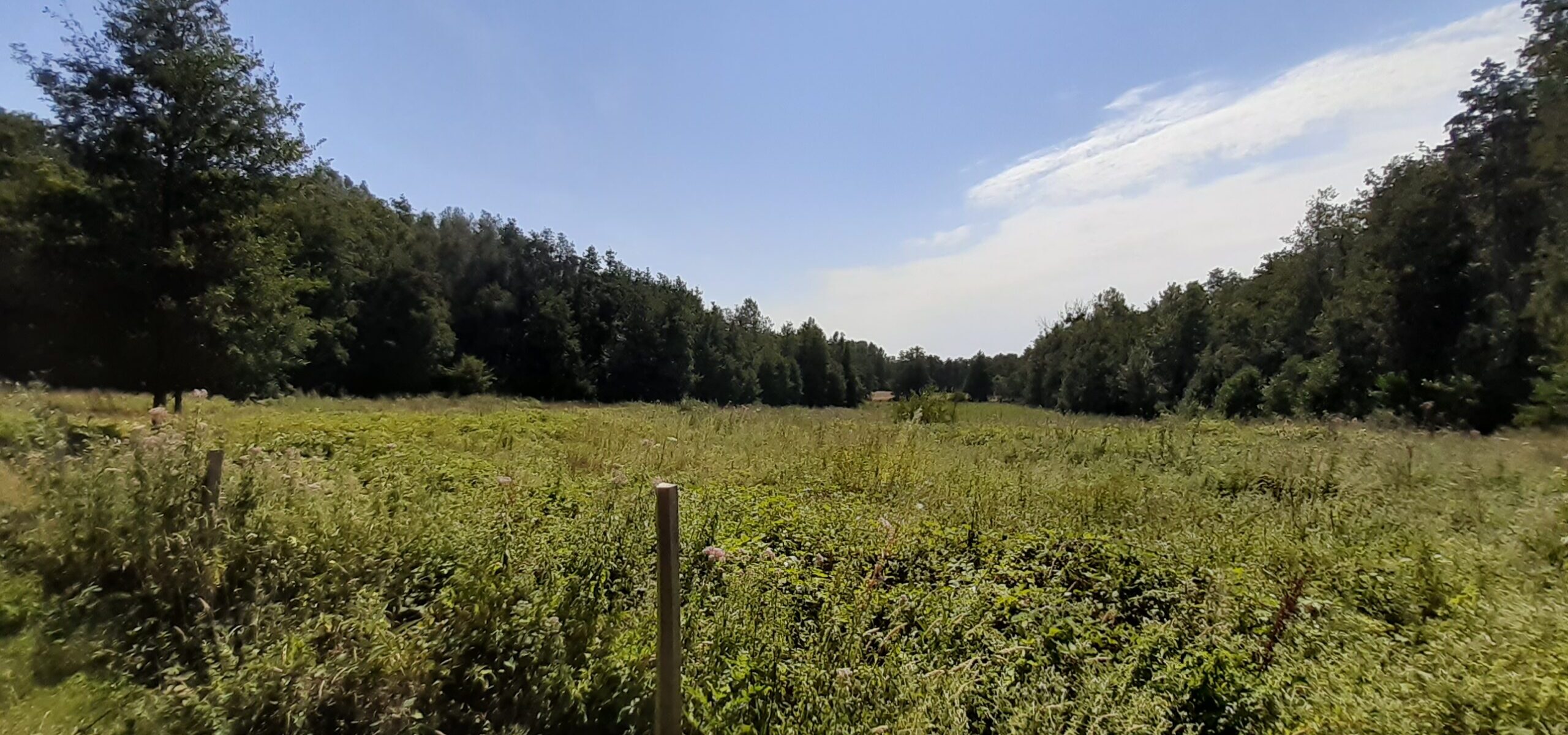Forêt départementale de Ronqueux_Bullion
