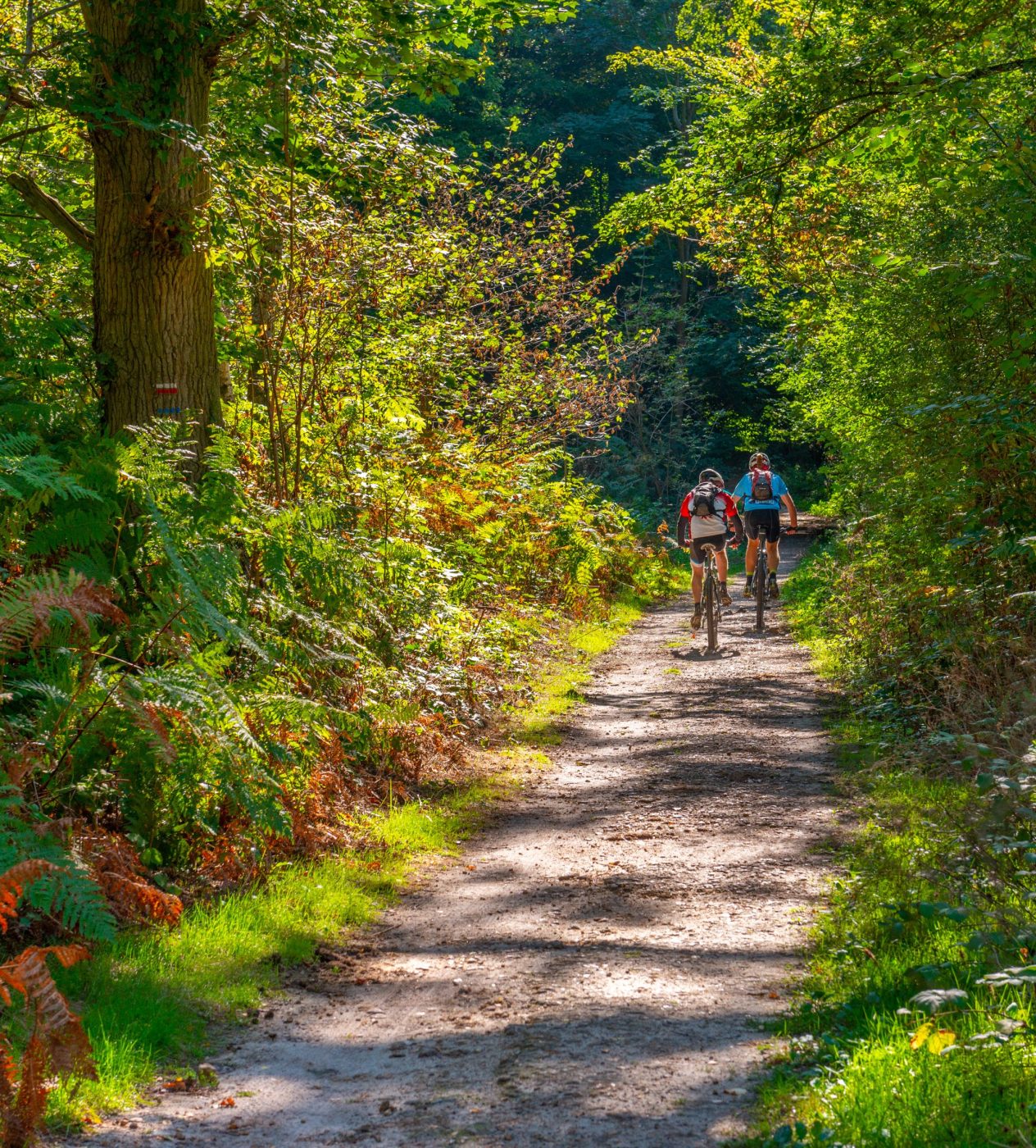 Cyclisme à Rambouillet