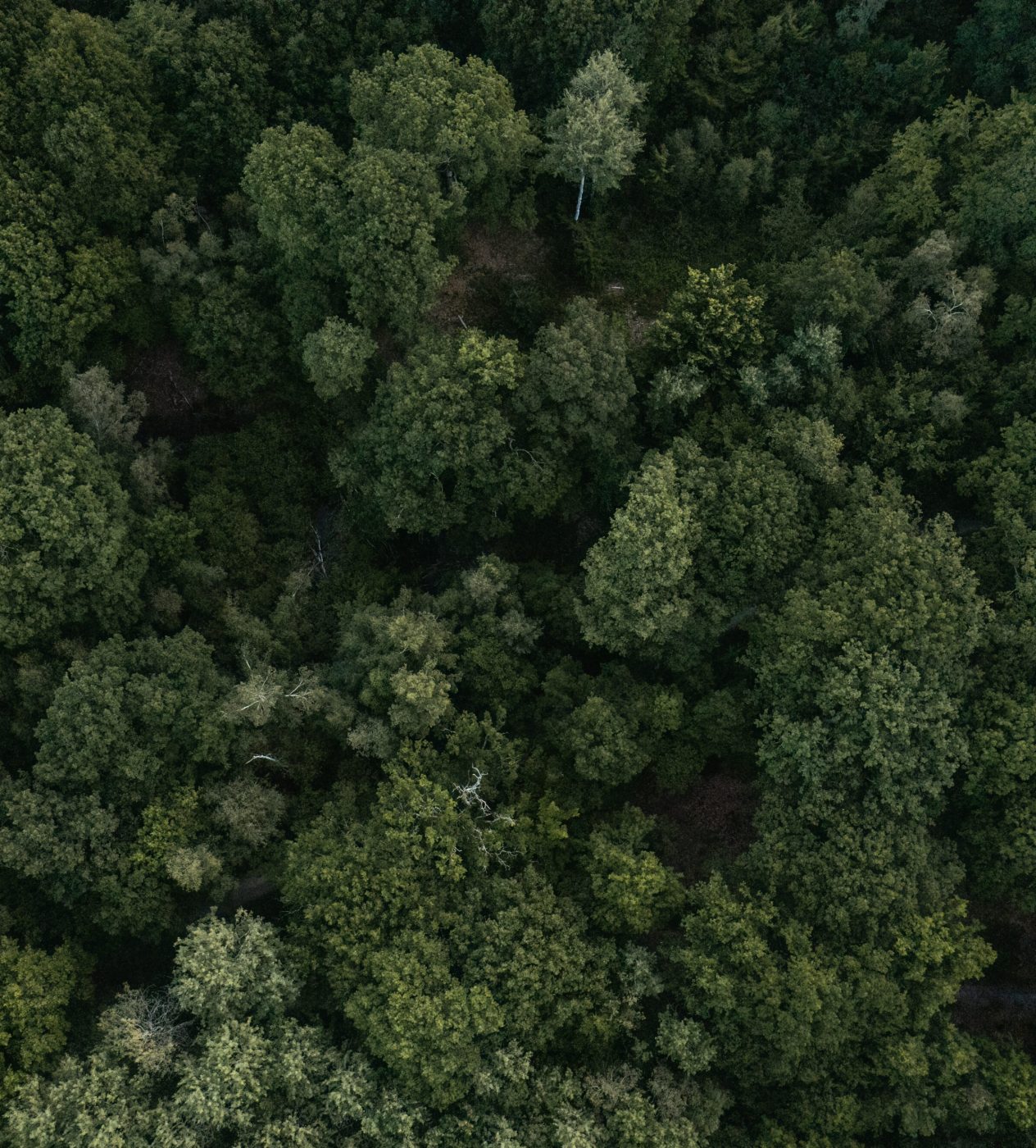 Vallée de Chevreuse