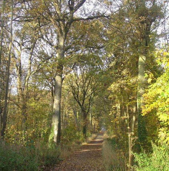 Bois des Metz à Jouy-en-Josas