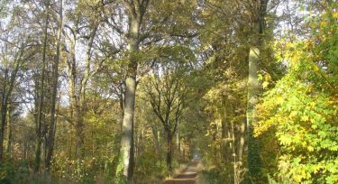 Bois des Metz à Jouy-en-Josas