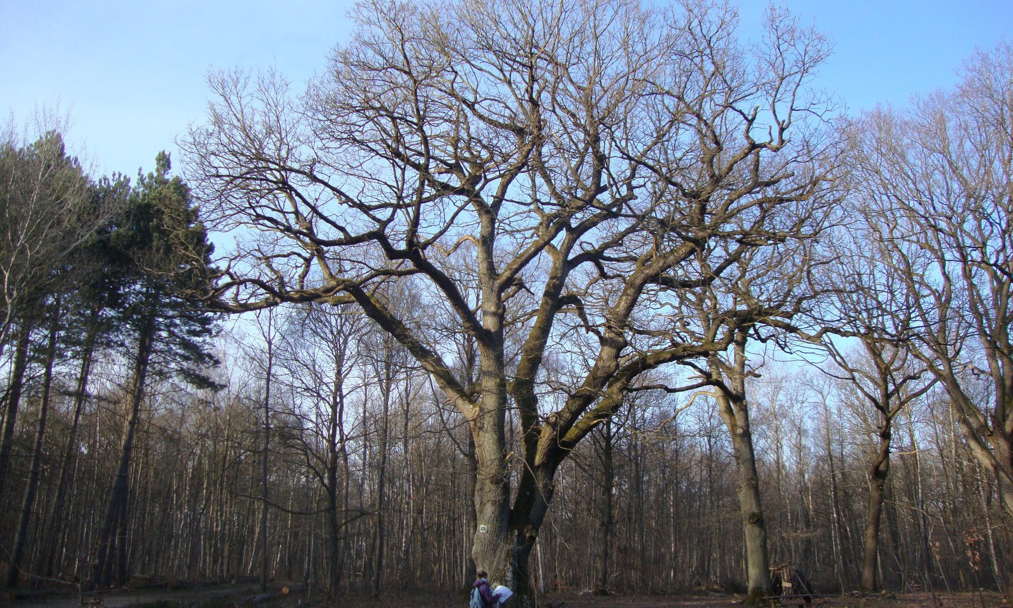 Etape 3 - Etoile de la claire forêt