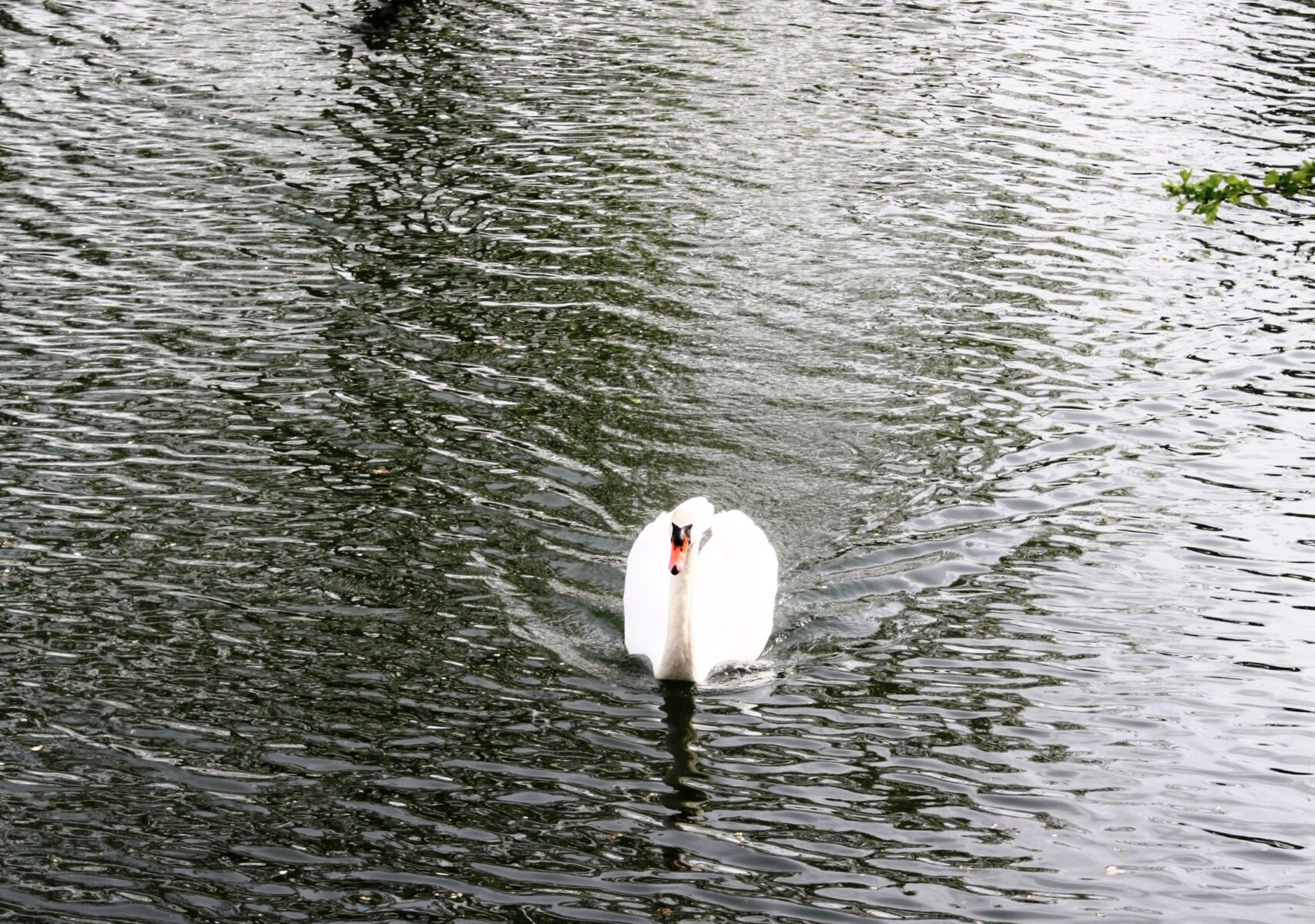 Faune
