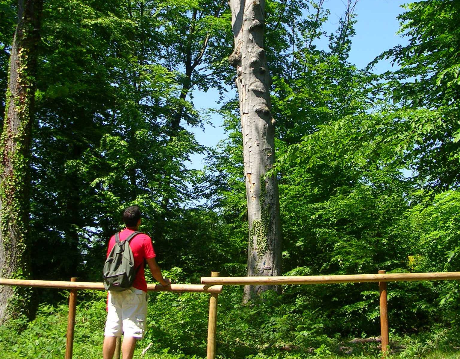 Etape 5 - Quelques arbres de la forêt
