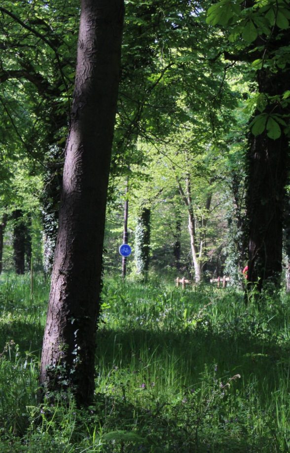 Sentier de l'étoile de Beaumont en forêt de Saint-Germain