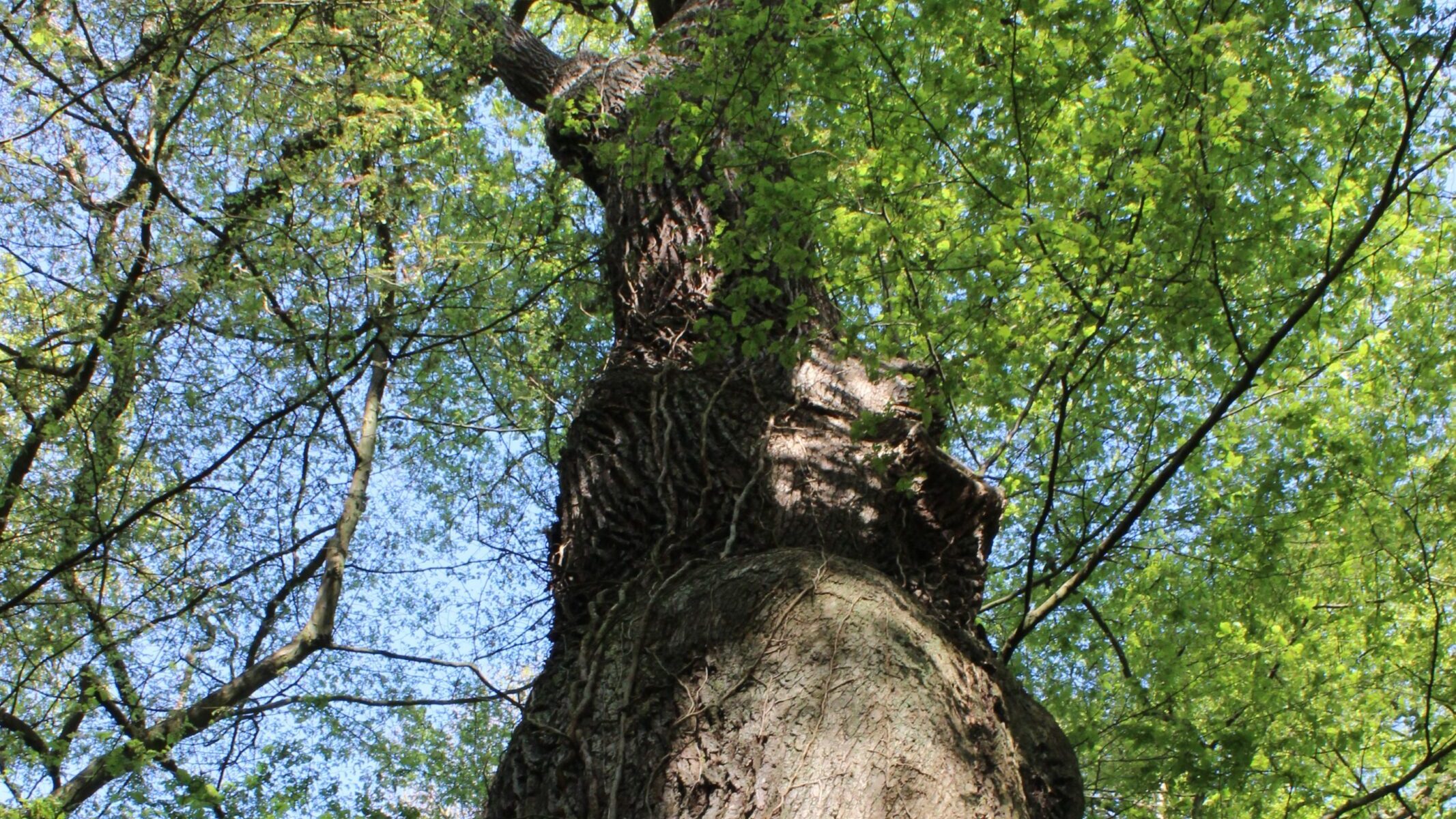 Etape 2 - Le renouvellement de la forêt
