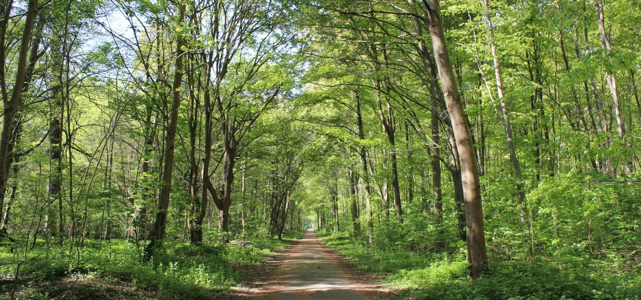 Etape 5 - Forêt de Saint-Germain