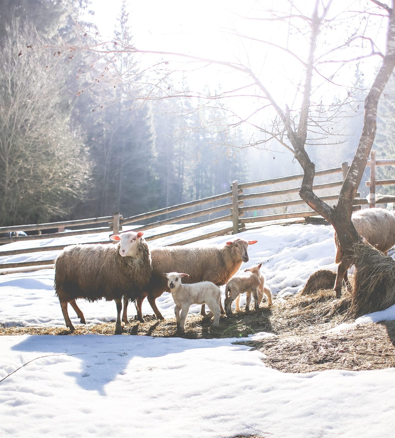 Moutons en hiver