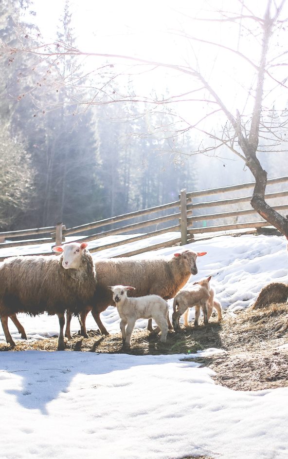 Moutons en hiver