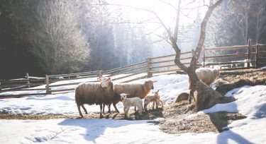 Moutons en hiver