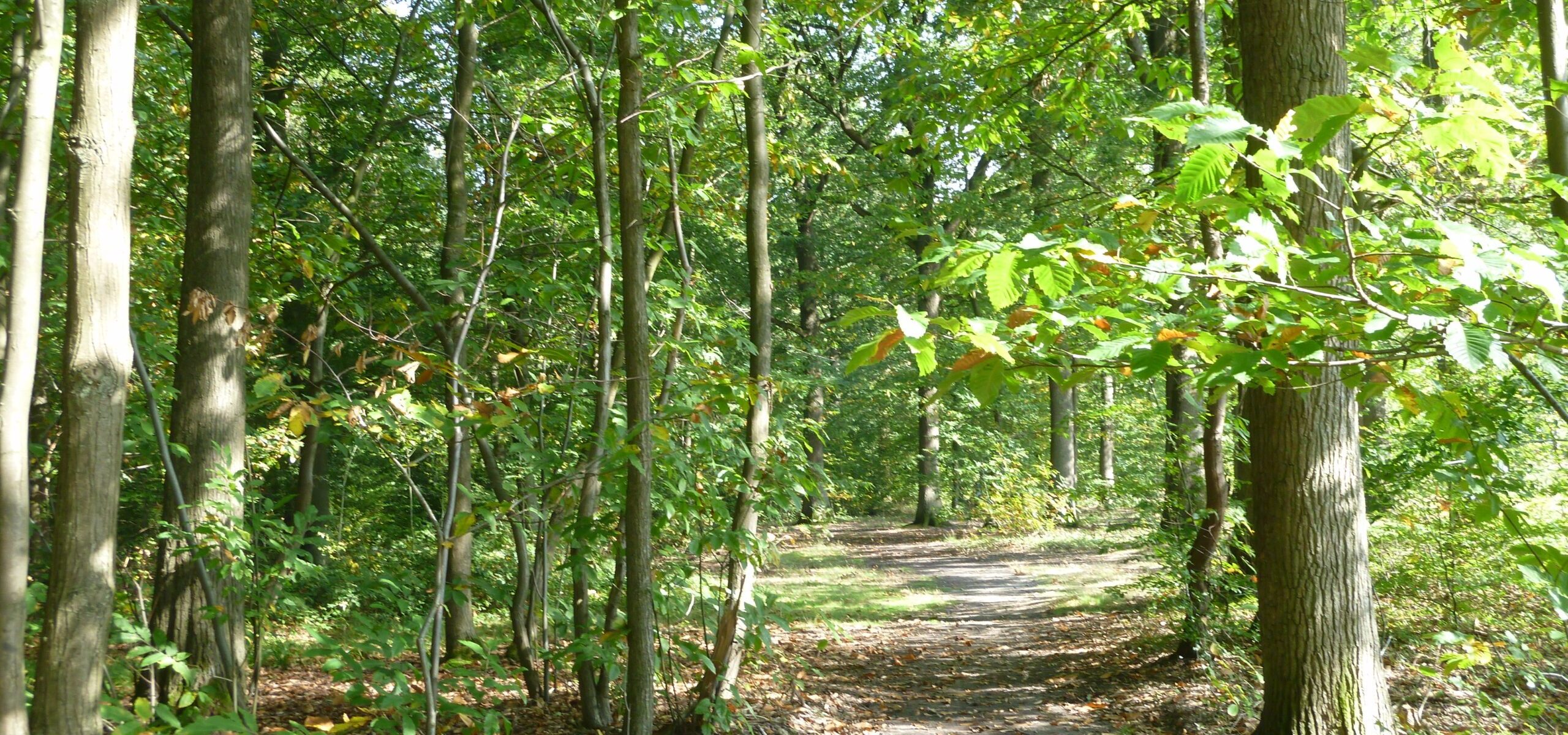 itinéraire de randonnée à vélo en forêt de Marly