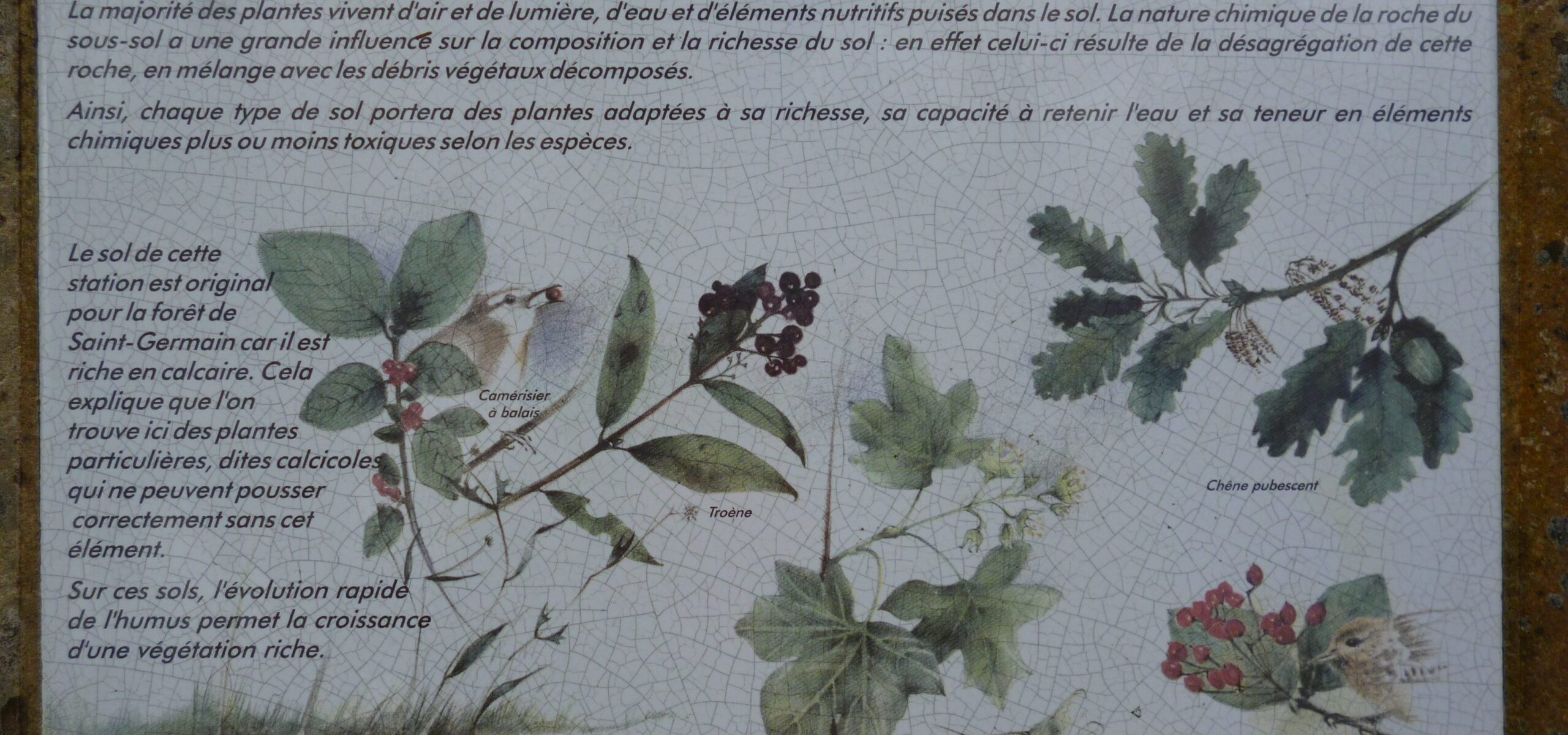 Etape 9 - La culture de la forêt