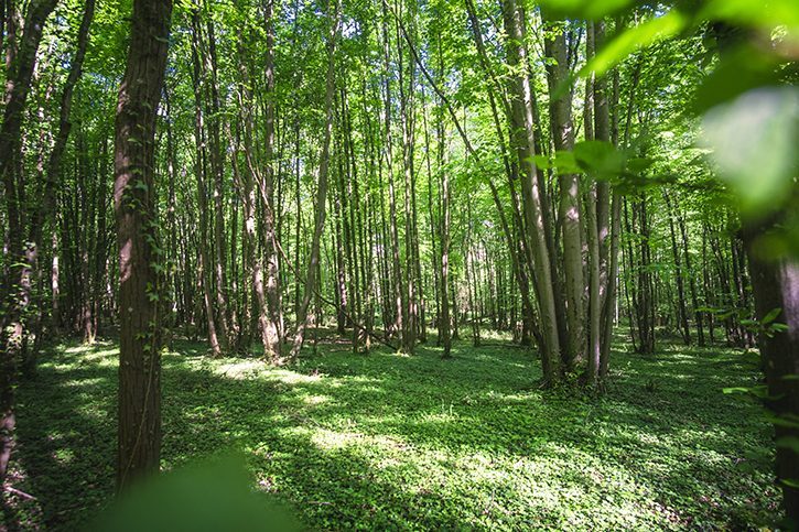 Randonnée en forêt de Rosny vers le Chêne Mademoiselle_Rosny-sur-Seine