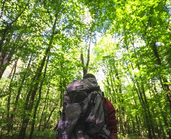 Randonnée en forêt de Rosny vers le Chêne Mademoiselle_Rosny-sur-Seine