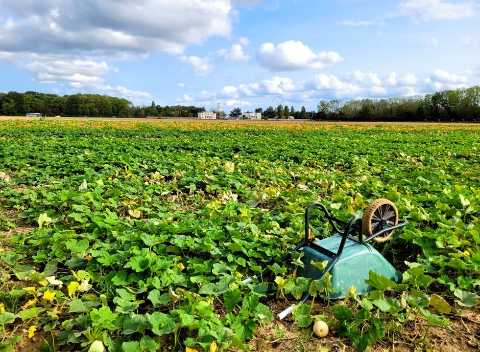 champ plateau de Saclay