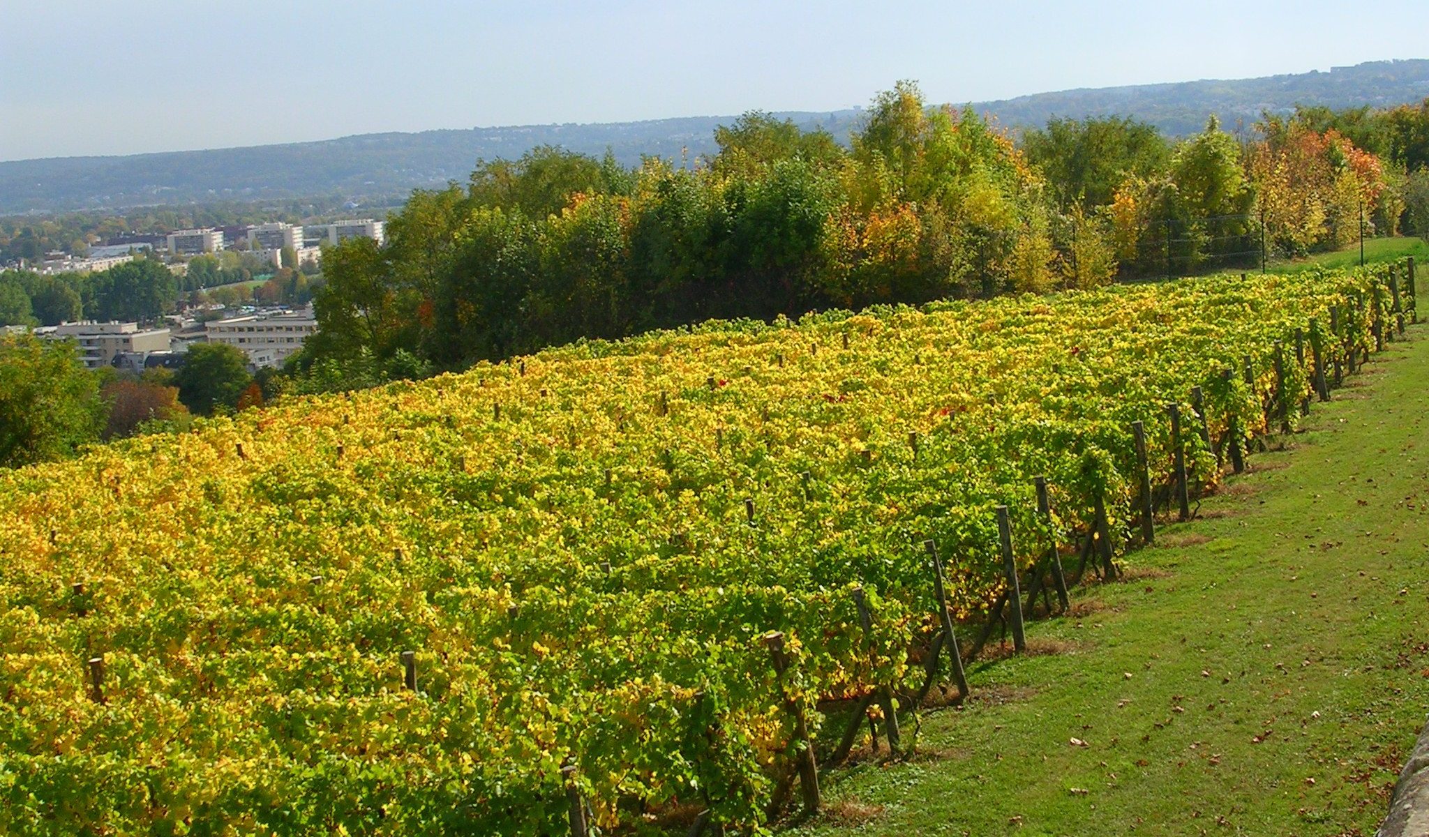 Etape 2 - Les vignes de Saint-Germain-en-Laye / Le Pecq