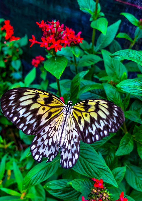 Serre aux Papillons