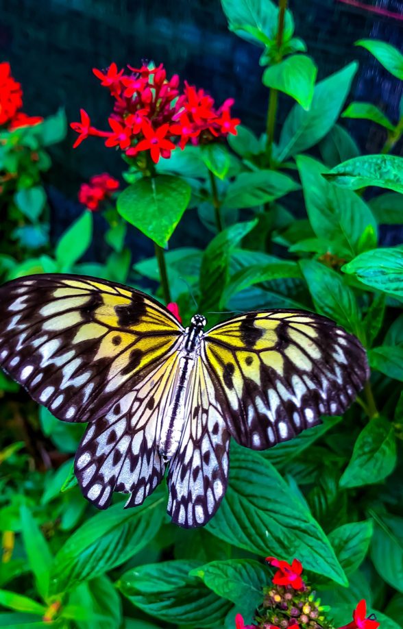 Serre aux Papillons