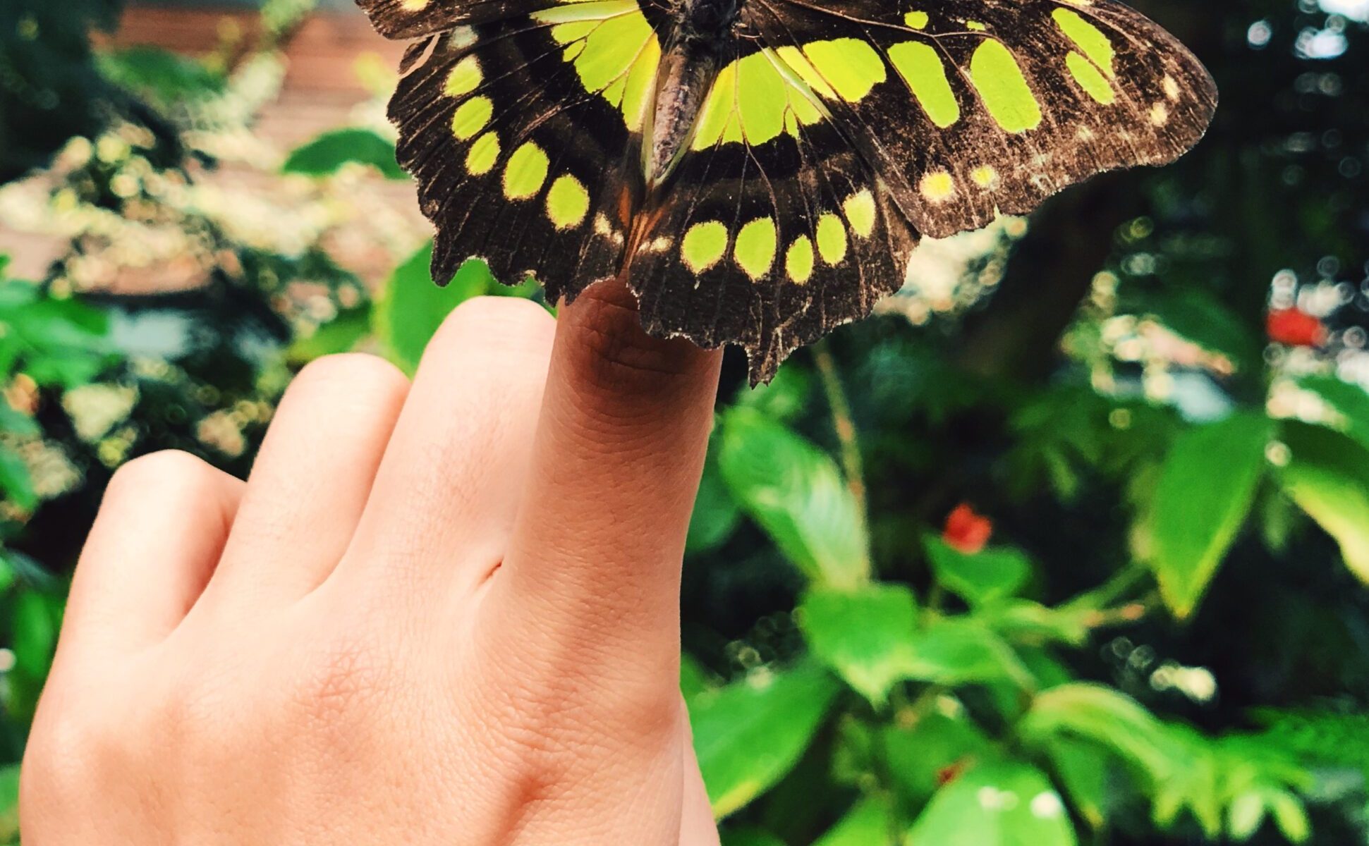 Serre aux Papillons main