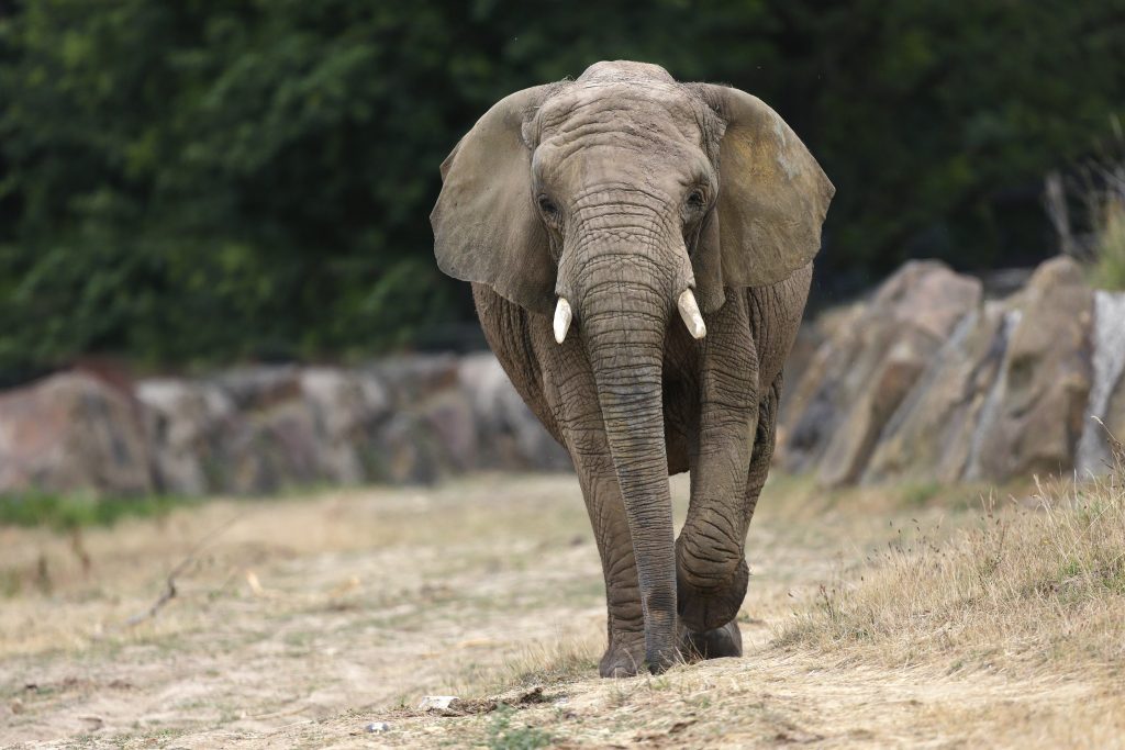 Lodge Thoiry Elephant