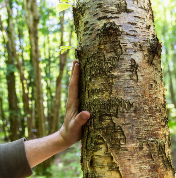 main sur arbre