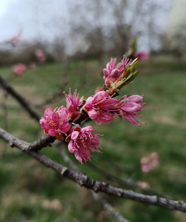 Prunus floraison mars MNHN