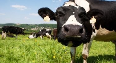 Ferme de Coubertin - Vache