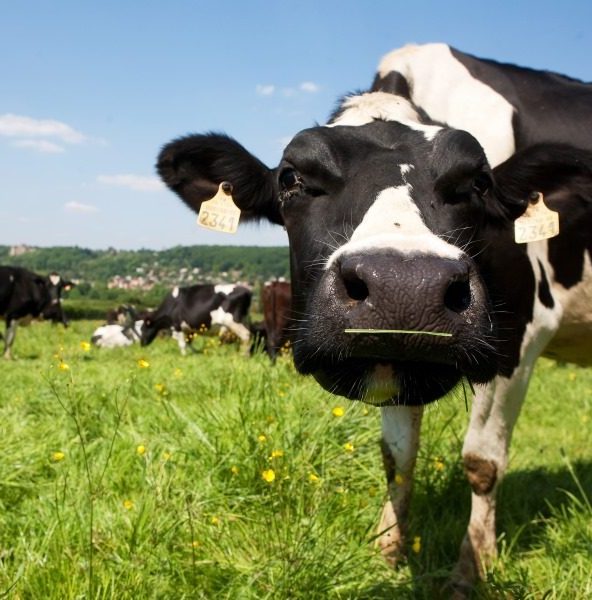 Ferme de Coubertin - Vache