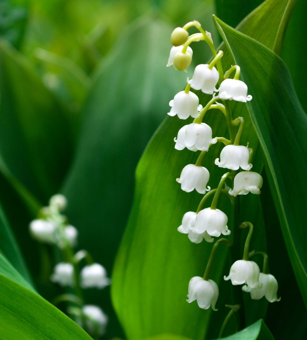 muguet au 1er mai