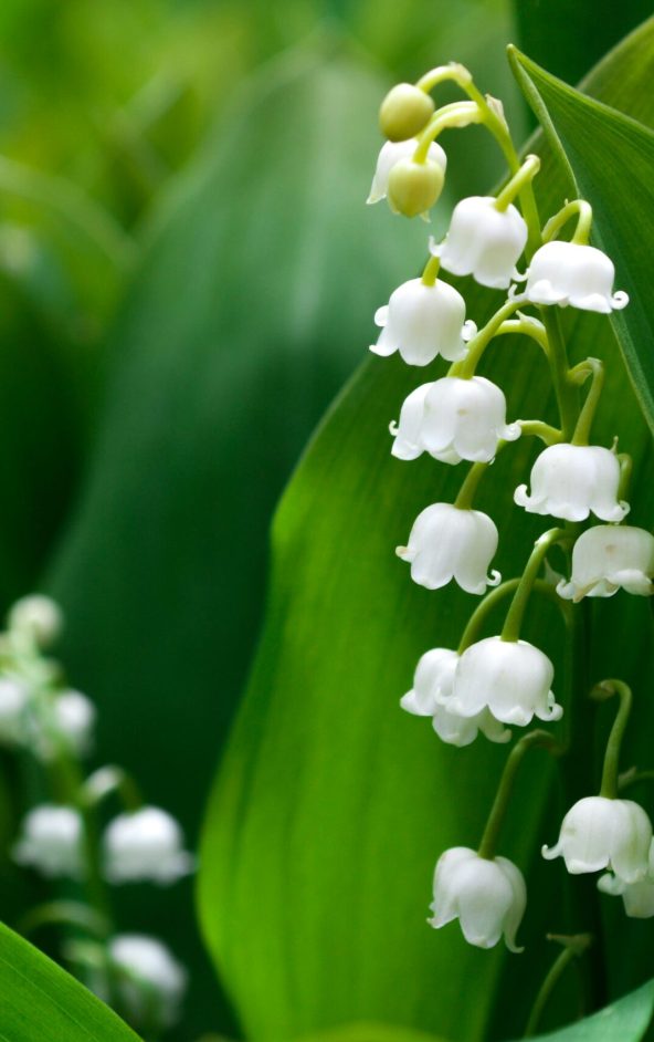 muguet au 1er mai