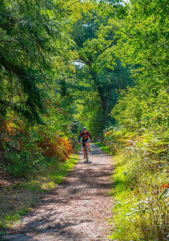 Vélo en forêt de Rambouillet