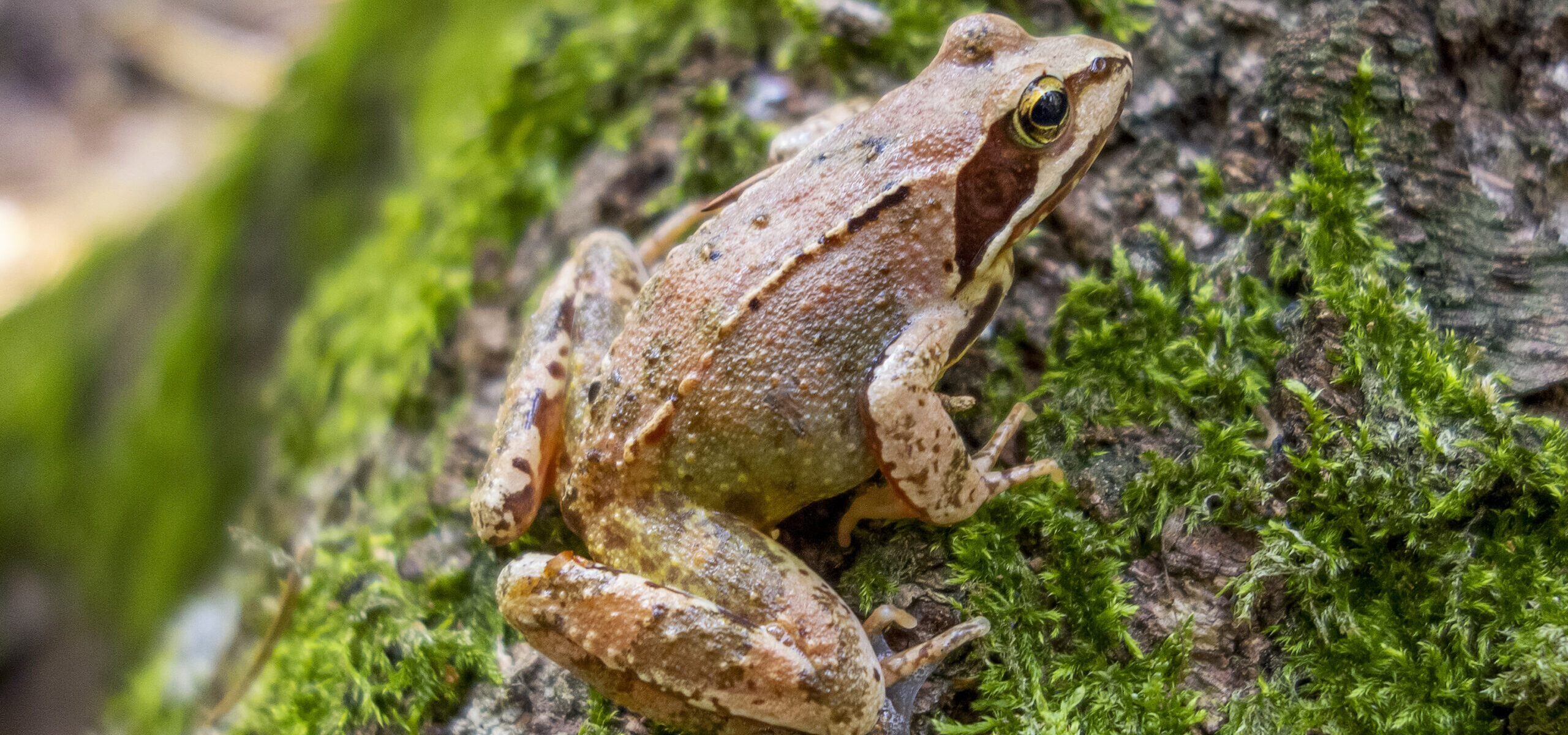 Parcours « La quête de Flamme » en forêt départementale des Flambertins_Crespières