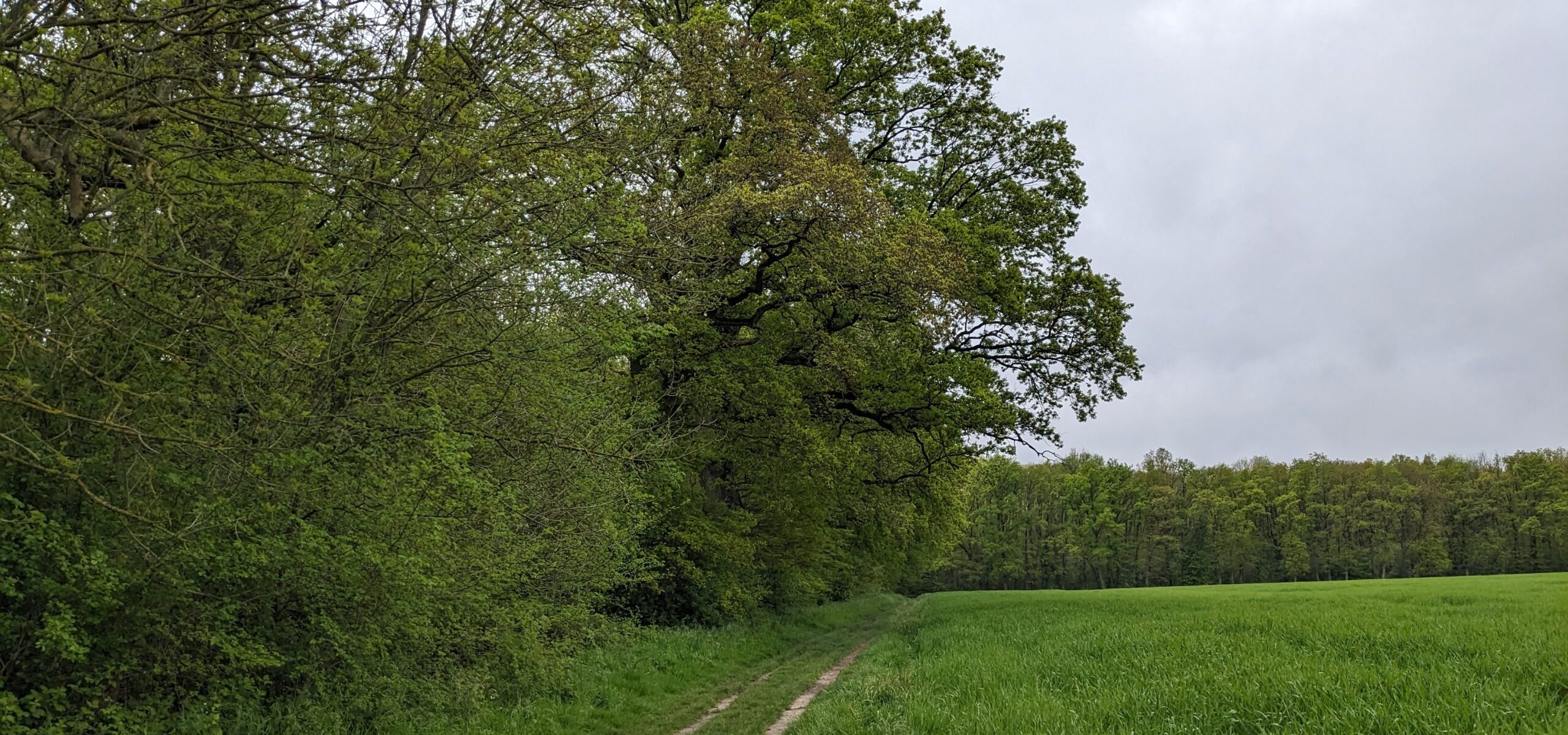 Parcours « La quête de Flamme » en forêt départementale des Flambertins_Crespières