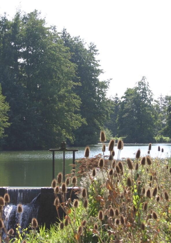 Etang de Dannemarie_Dannemarie