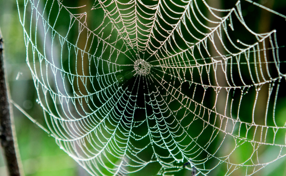 Sortie nature : À la découverte des araignées_Clairefontaine-en-Yvelines
