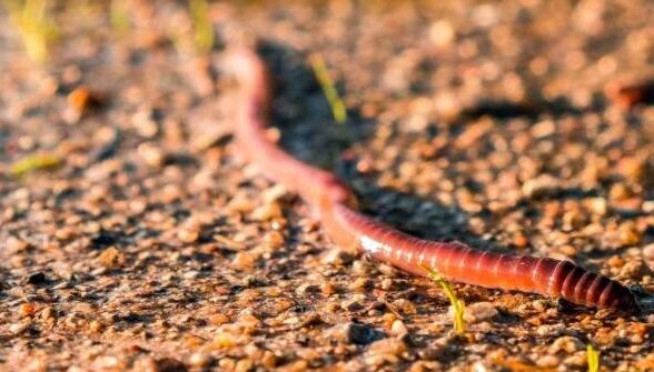 Sortie nature : A la découverte des petites bêtes du sol_Chevreuse