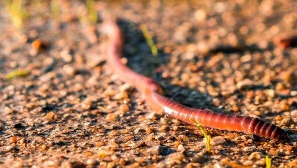 Sortie nature : A la découverte des petites bêtes du sol_Chevreuse
