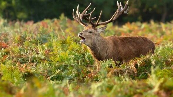 Sortie nature : A l'écoute du brame du cerf_Bullion