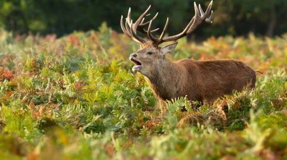 Sortie nature : A l'écoute du brame du cerf_Bullion