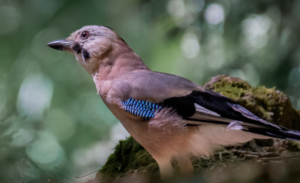 Sortie nature : A l'écoute du chant des oiseaux_Chevreuse