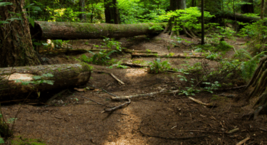 Sortie nature : Balade 5 sens_Bullion