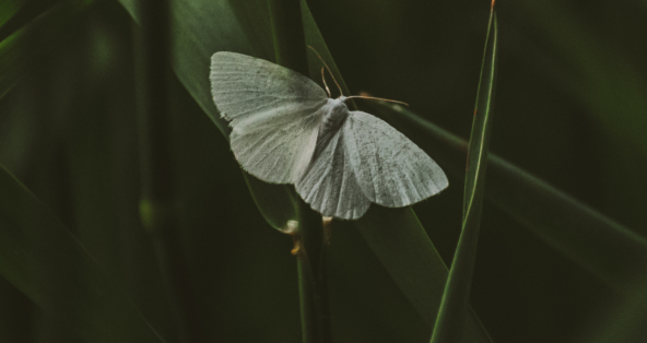 Sortie nature : Des chauves-souris et des papillons_Crespières